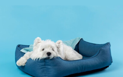 Productos premium Best Animals