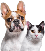 Clínica Veterinaria Best Animals